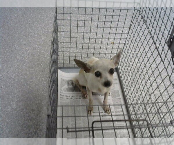 Medium Photo #1 Chihuahua-Unknown Mix Puppy For Sale in Pasadena, TX, USA