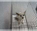 Small Chihuahua Mix