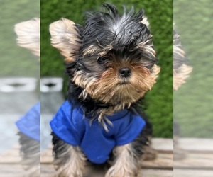 Yorkshire Terrier Puppy for sale in CORAL SPRINGS, FL, USA