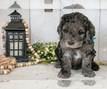 Small Photo #16 Miniature Labradoodle Puppy For Sale in SUGARCREEK, OH, USA