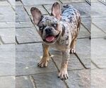 Small Photo #14 French Bulldog Puppy For Sale in PALO ALTO, CA, USA