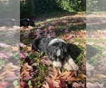 Small Photo #12 Australian Shepherd-F2 Aussiedoodle Mix Puppy For Sale in RALEIGH, NC, USA
