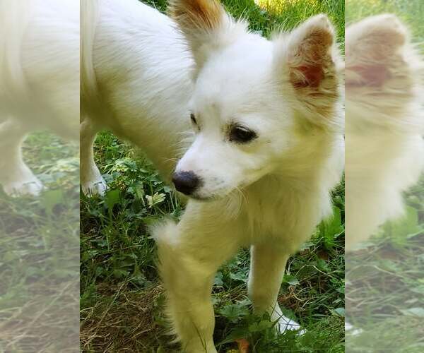 Medium Photo #2 Jack Russell Terrier-Papillon Mix Puppy For Sale in Arlington, WA, USA