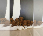 Small Photo #2 Poodle (Miniature) Puppy For Sale in WEST JORDAN, UT, USA
