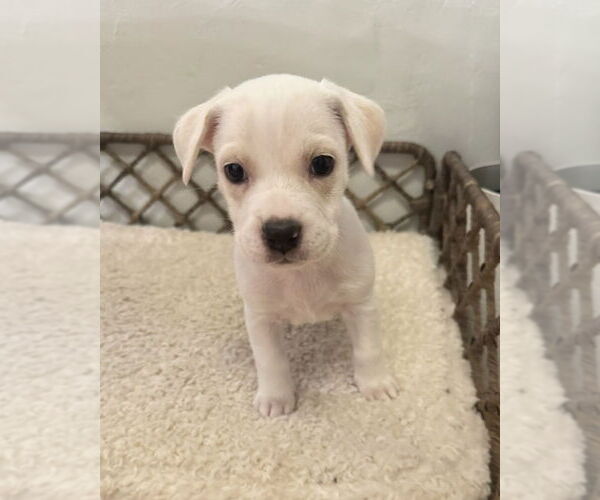 Medium Photo #6 Boxador Puppy For Sale in Lakewood, CO, USA