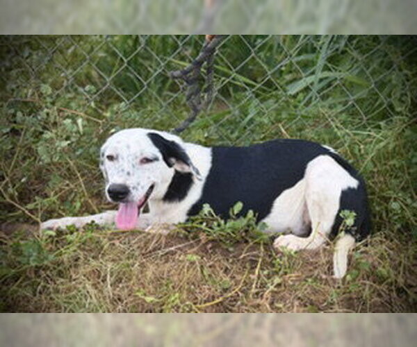 Medium Photo #3 German Shorthaired Pointer-Unknown Mix Puppy For Sale in Pleasanton, TX, USA