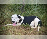 Small #2 German Shorthaired Pointer Mix