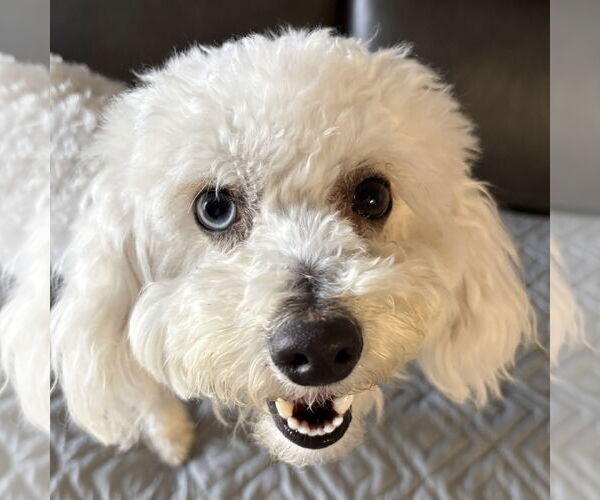 Medium Photo #3 Poodle (Miniature) Puppy For Sale in Batavia, OH, USA