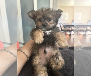 Morkie Puppy for sale in VIRGINIA BEACH, VA, USA