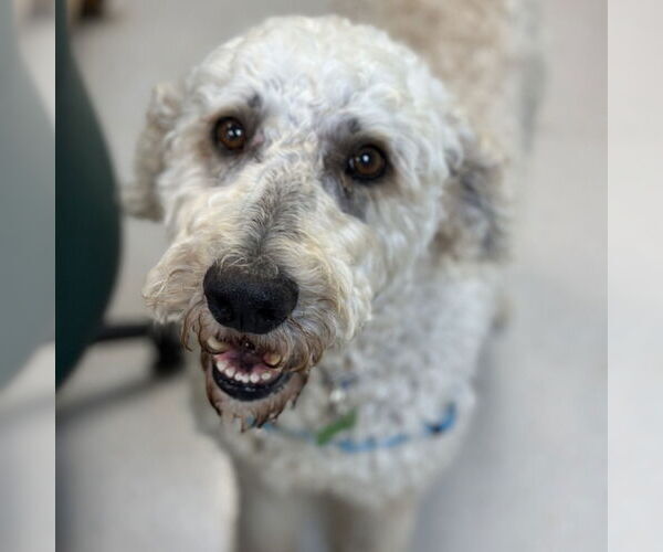 Medium Photo #1 Poodle (Standard) Puppy For Sale in Rohnert Park, CA, USA