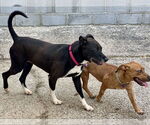 Small #1 Boxer Mix