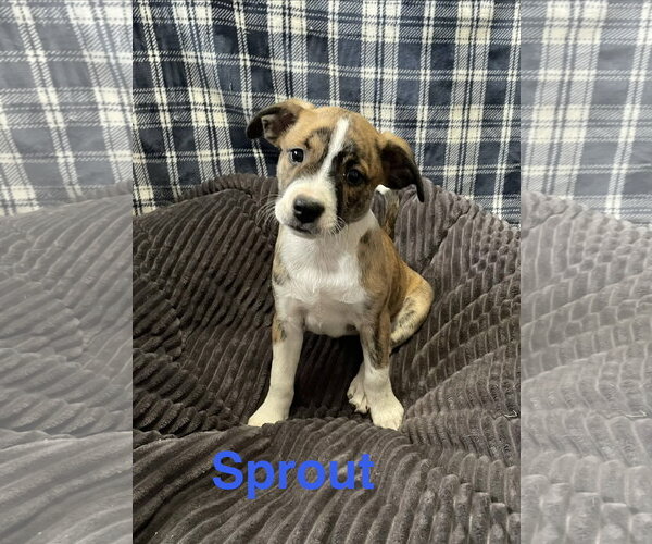 Medium Photo #1 Mutt Puppy For Sale in Topeka, KS, USA