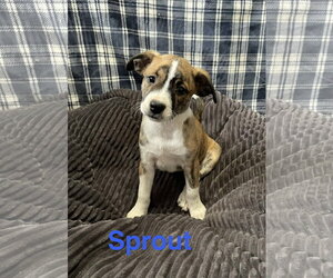 Mutt Dogs for adoption in Topeka, KS, USA