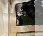 Small #50 Siberian Husky