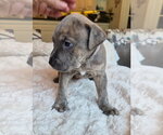 Small #1 American Pit Bull Terrier Mix