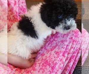 Poodle (Miniature) Puppy for sale in SENECA FALLS, NY, USA