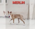 Small #39 Saluki-Whippet Mix