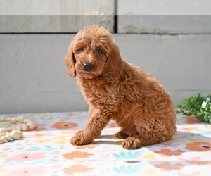 Poodle (Miniature) Puppy for sale in MILLERSBURG, OH, USA