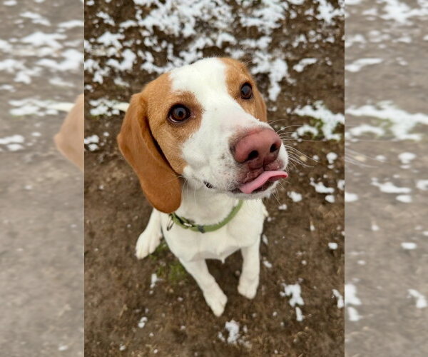 Medium Photo #3 Beagle-Unknown Mix Puppy For Sale in South Bend, IN, USA