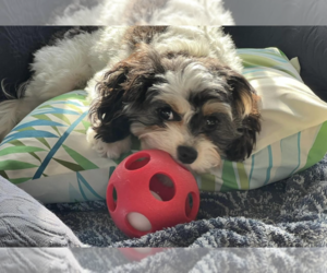 Cavapoo Puppy for sale in BOLIVAR, MO, USA