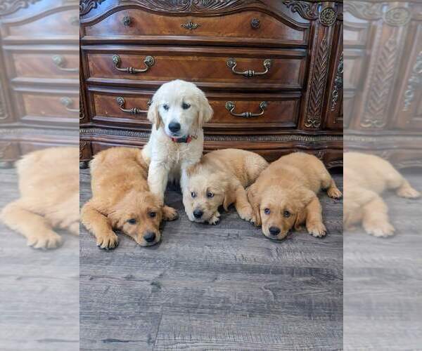 Medium Photo #4 Golden Retriever Puppy For Sale in CITRUS HEIGHTS, CA, USA