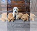 Small #3 Golden Retriever