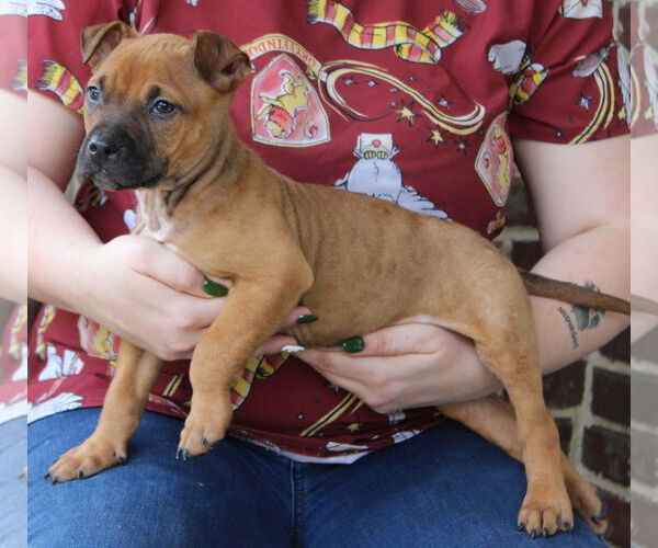 Medium Photo #3 Boxer-Unknown Mix Puppy For Sale in Prattville, AL, USA