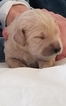 Small Photo #17 Goldendoodle Puppy For Sale in DALLAS, GA, USA