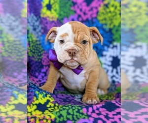 English Bulldog Puppy for sale in COCHRANVILLE, PA, USA