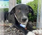 Small #7 Labrador Retriever Mix