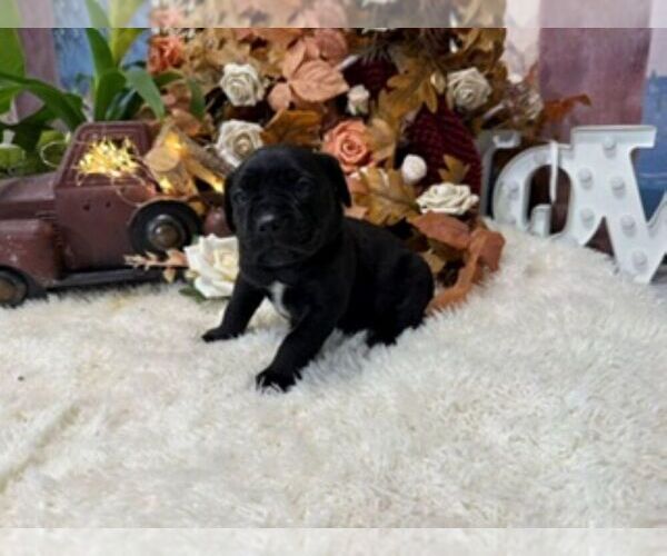 Medium Photo #5 Cane Corso Puppy For Sale in OOLOGAH, OK, USA