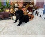 Small #4 Cane Corso