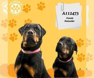 Rottweiler Dogs for adoption in HESPERIA, CA, USA