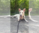 Small #3 Mutt