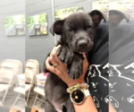 Small #1 Labrador Retriever Mix