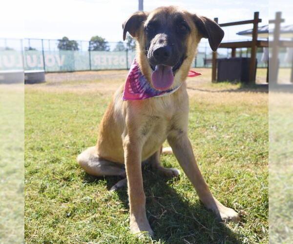 Medium Photo #4 Mutt Puppy For Sale in Coldwater, MI, USA