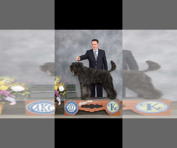 Medium Photo #7 Bouvier Des Flandres Puppy For Sale in BLANCO, TX, USA