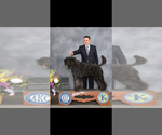 Litter of 2 - Female Bouvier Des FlandresLitter of Puppies for Sale - Photo #7