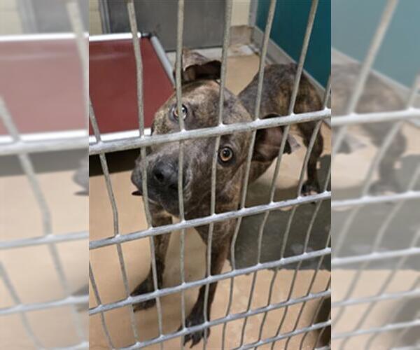 Medium Photo #1 American Pit Bull Terrier-Unknown Mix Puppy For Sale in Texas City, TX, USA