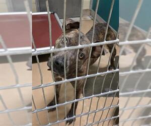 American Pit Bull Terrier-Unknown Mix Dogs for adoption in Texas City, TX, USA