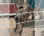 Small American Pit Bull Terrier Mix
