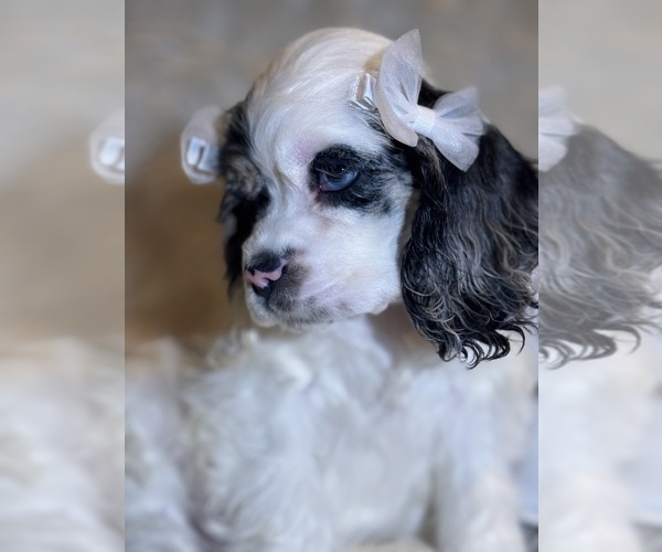 Medium Photo #1 Cocker Spaniel Puppy For Sale in HESPERIA, CA, USA