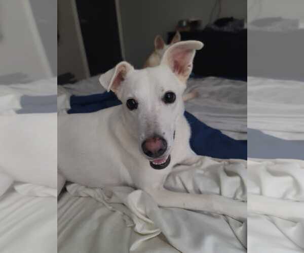 Medium Photo #1 Unknown-white german shepherd Mix Puppy For Sale in Hoffman Estates, IL, USA