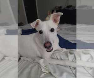 Unknown-white german shepherd Mix Dogs for adoption in Hoffman Estates, IL, USA