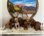 Small Photo #1 Goldendoodle Puppy For Sale in MONTROSE, CO, USA