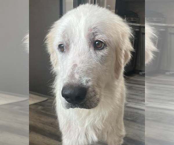 Medium Photo #3 Great Pyrenees Puppy For Sale in Dallas, TX, USA