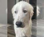 Small #2 Great Pyrenees