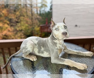 American Bully Puppy for sale in ATLANTA, GA, USA