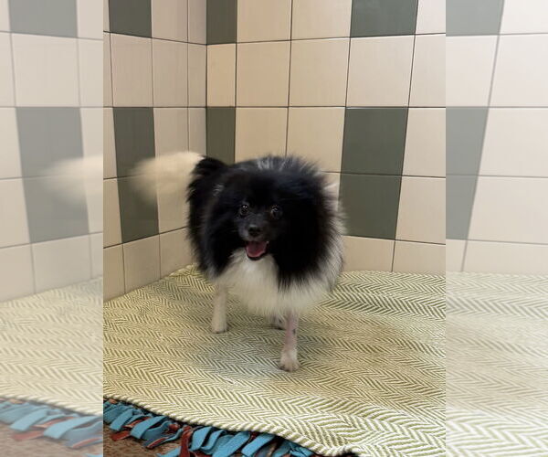 Medium Photo #2 Pomeranian Puppy For Sale in Salinas, CA, USA