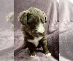 Small Photo #5 Poodle (Standard)-Siberian Husky Mix Puppy For Sale in LADYSMITH, WI, USA